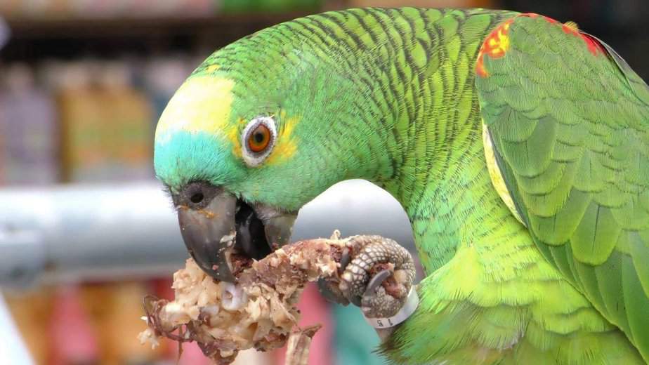 Can Parrots eat chicken