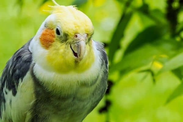 can cockatiels eat almond