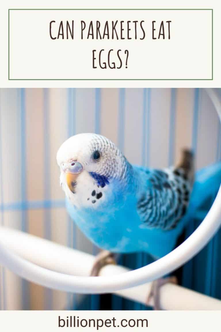 Can Parakeets Eat Eggs
