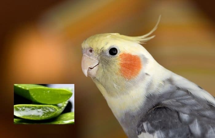 Can Cockatiels Eat Aloe Vera
