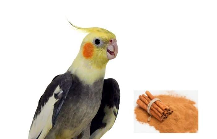 Can Cockatiels eat Cinnamon