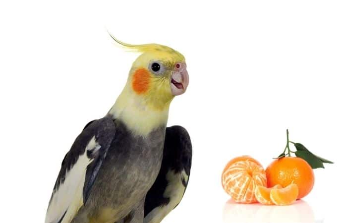 Can Cockatiels eat Mandarins