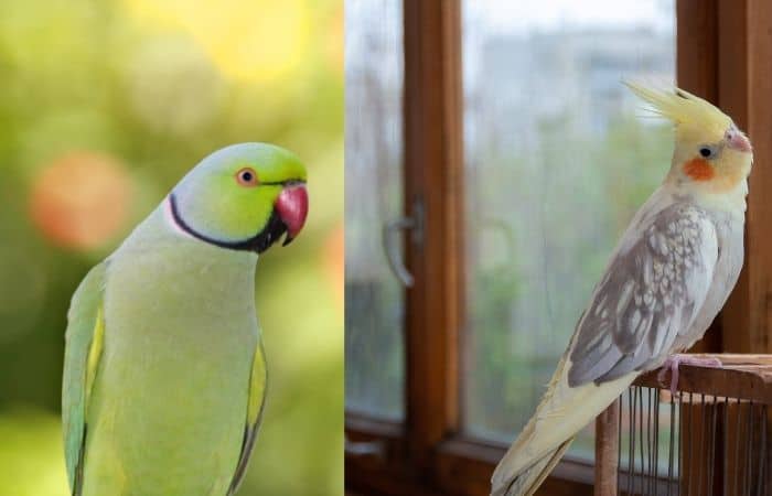 Can Indian Ringnecks And Cockatiels Live Together