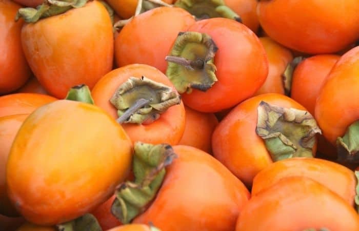 Can Parrots Eat Persimmons