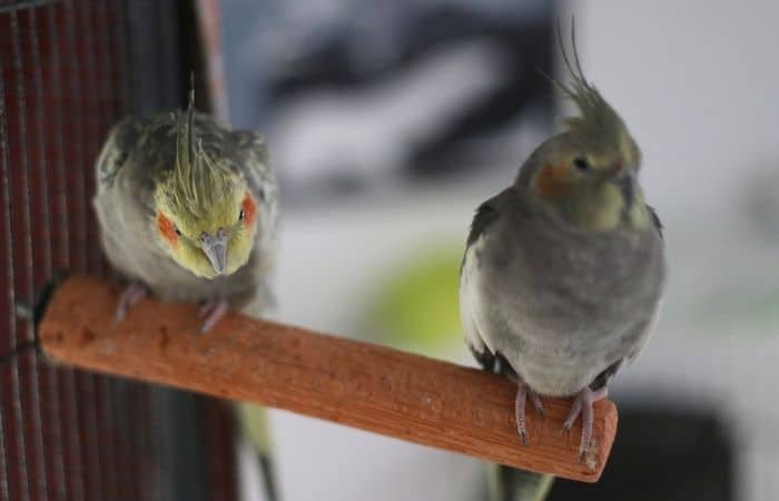 Can cockatiels mate with their siblings