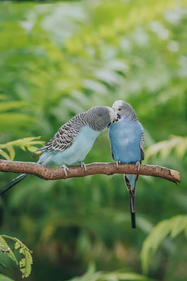 can budgies eat eucalyptus leaves flowers and nuts