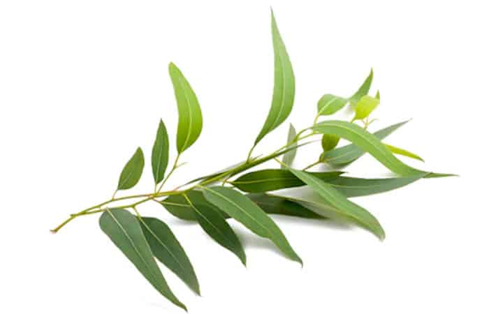 can budgies eat eucalyptus leaves