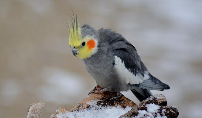 can cockatiels eat ice
