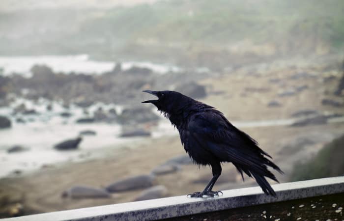 can crows talk