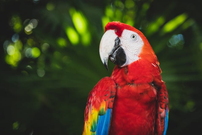 can parrots eat coconut meat
