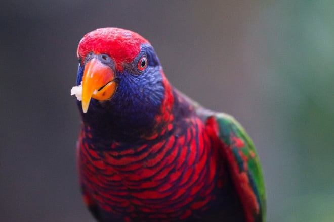 can parrots eat kiwi seeds