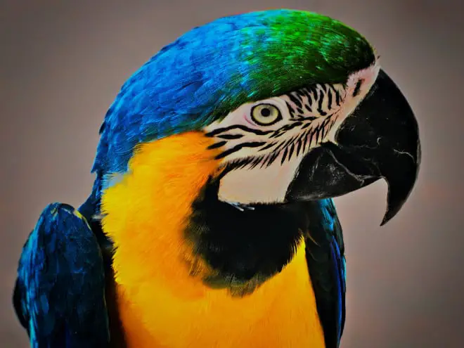 can parrots eat yellow split peas and green split peas