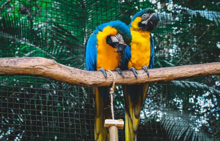 can parrots mate with other birds
