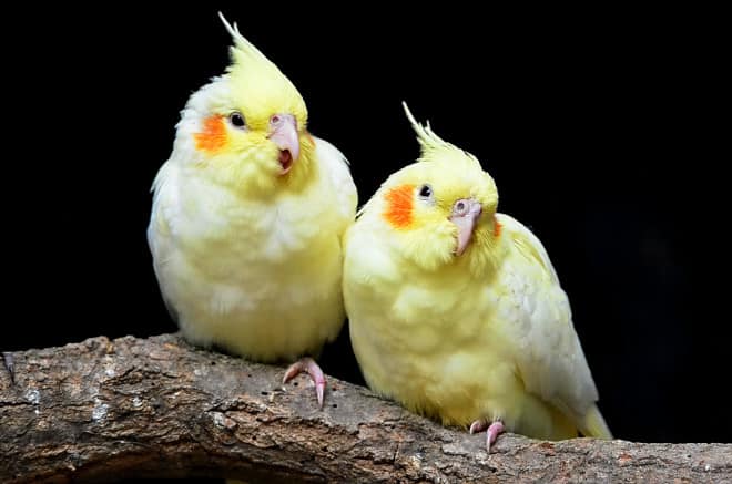 cockatiels like watching TV with you