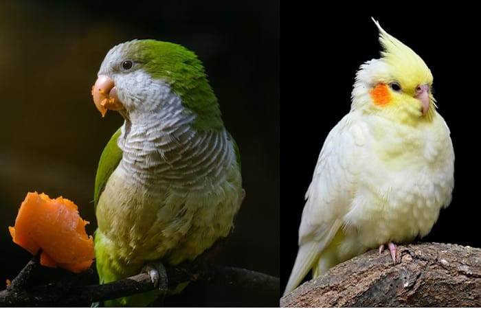 do quakers and cockatiels get along well