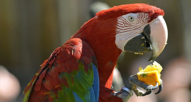 parrots are intelligent but immature
