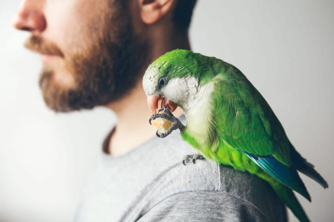 parrots need daily care