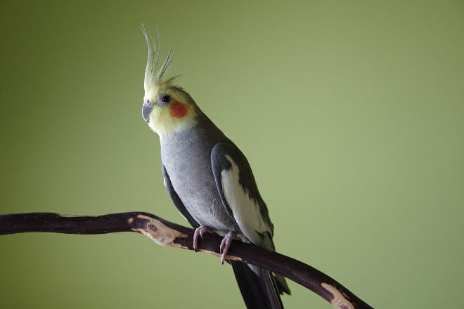 what can i do to help my quiet cocktiel