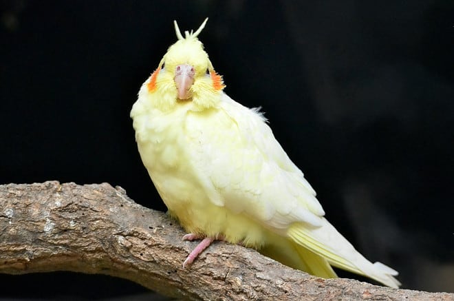 what does a cockatiel look like