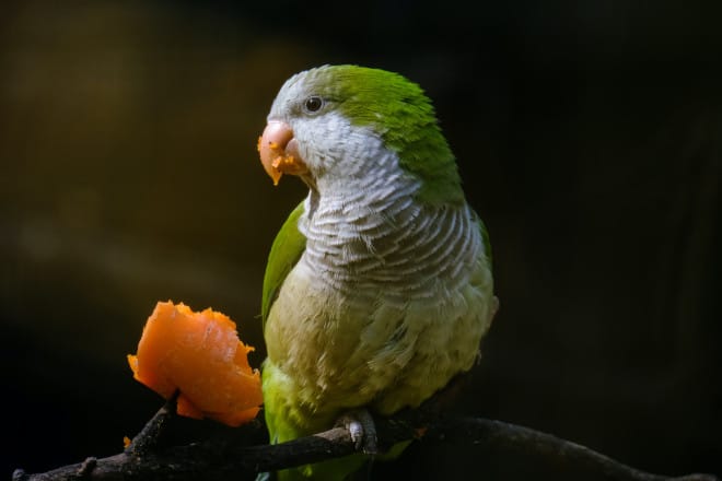 what does a quaker parakeet look like