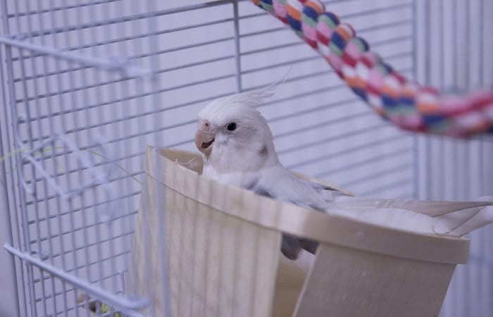 why do cockatiels sit in their food bowls