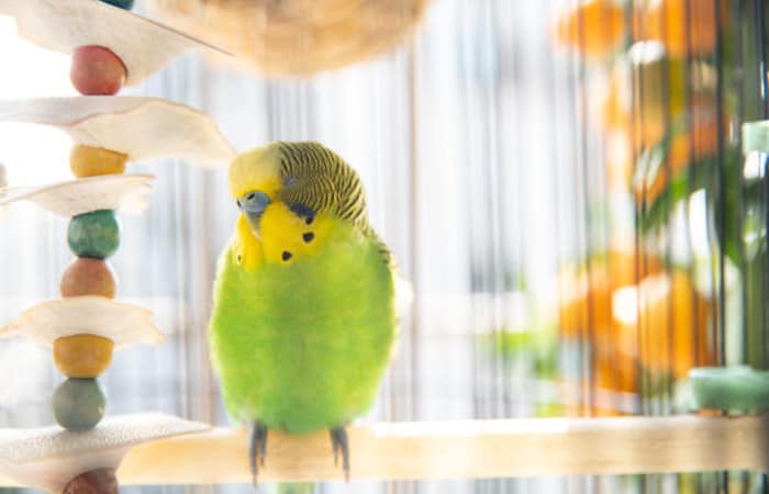 7 common budgie sleeping positions and their meanings