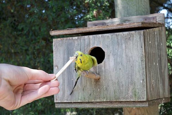 can budgies mate without a nest box