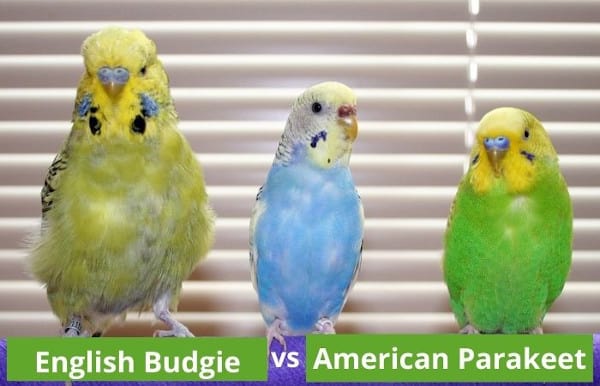 english budgies vs american parakeets