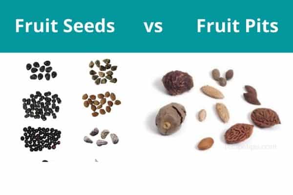 difference between fruit seeds and fruit pits