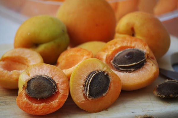 apricot pits are toxic to parrots