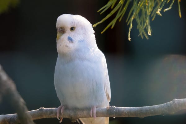 are dandelions safe for budgies