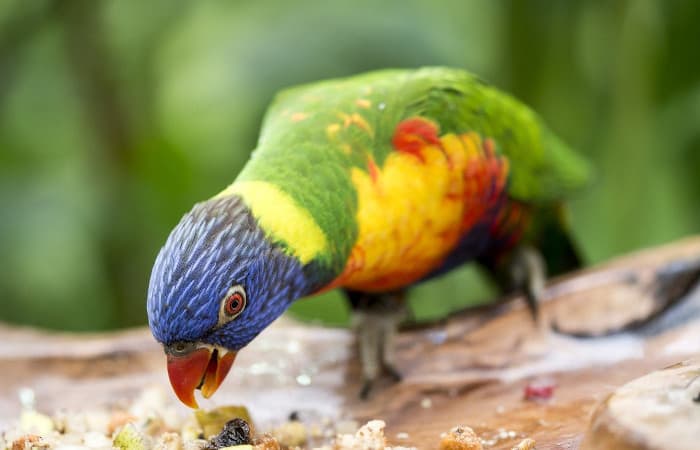 are fruit seeds and pits toxic to parrots