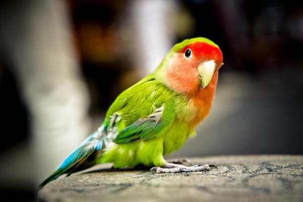 are lima beans safe for parrots