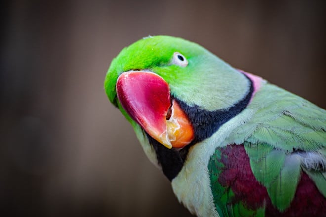are macadamia nuts safe for parrots
