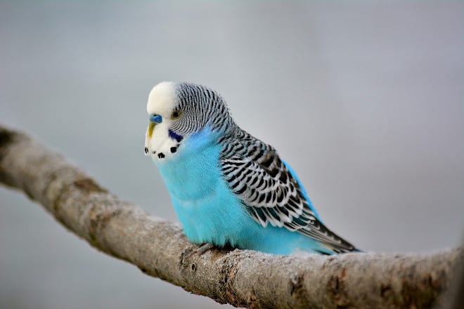 are potatoes safe for budgies