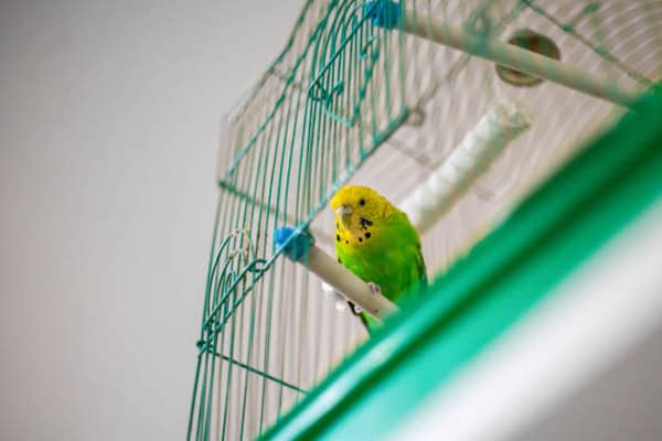 budgies sleeping on side of the cage