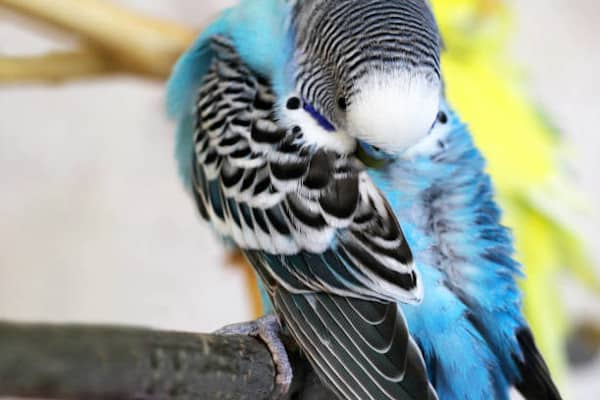budgies tucking head under feathers