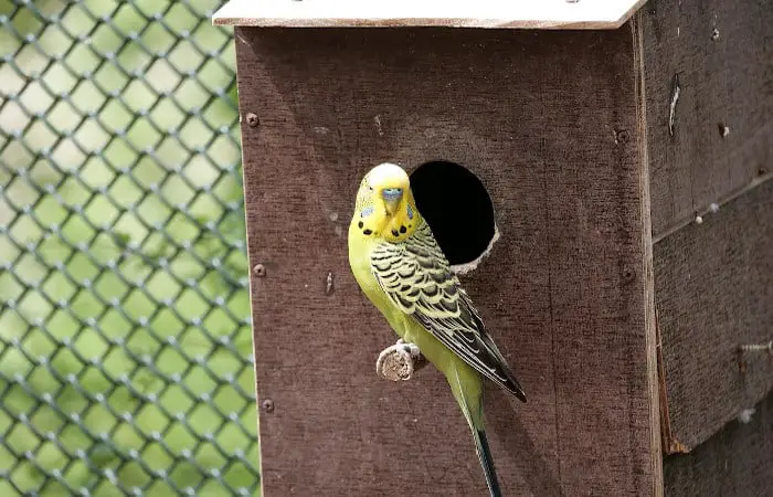 can budgies breed without a nest box