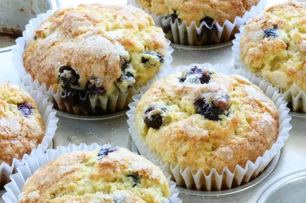 can budgies eat blueberry muffins
