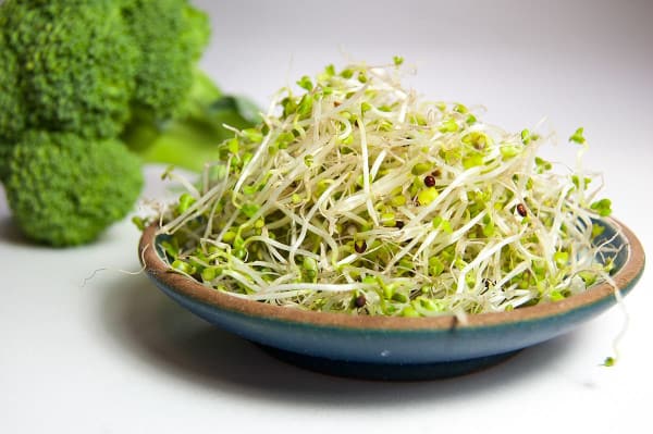 can budgies eat broccoli sprouts