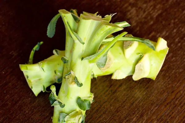 can budgies eat broccoli stems