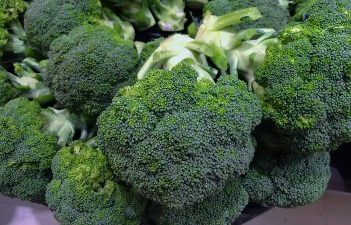 can budgies eat broccoli