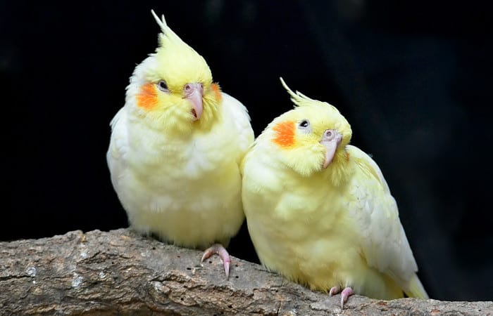 can cockatiels chew on wood
