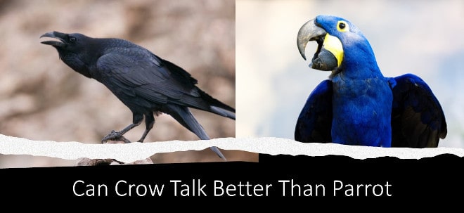 can crows talk better than parrots