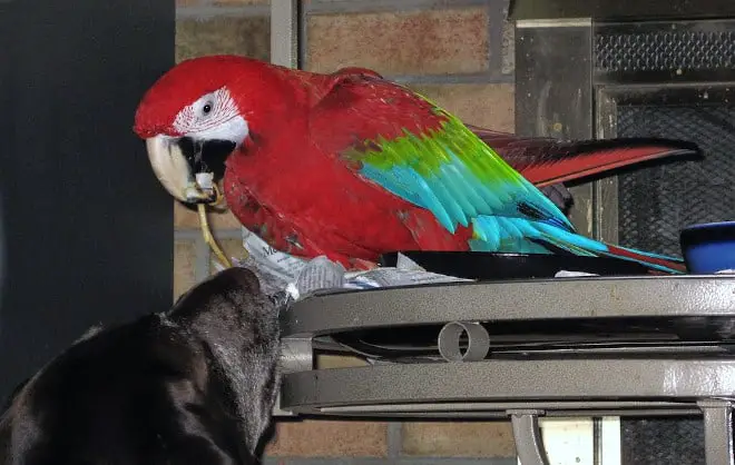 can parrots eat dog biscuits