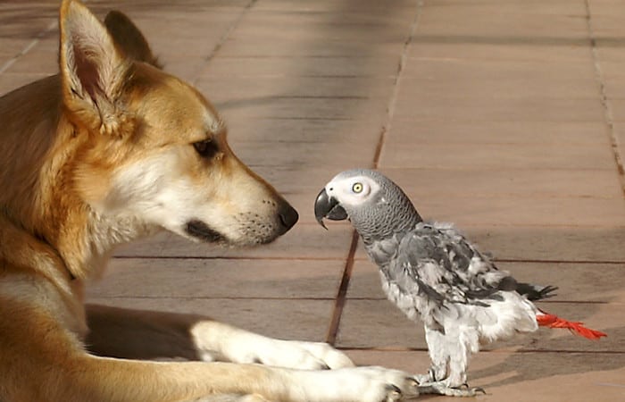 can parrots eat dog food