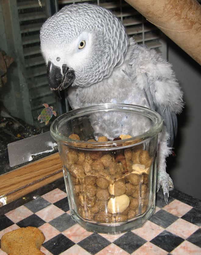 can parrots eat dry dog food