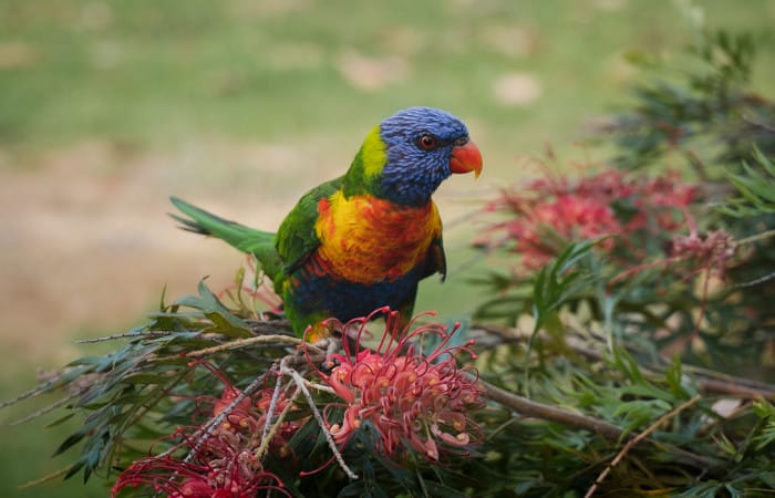 can parrots eat flowers - 10 edible flowers for your parrot