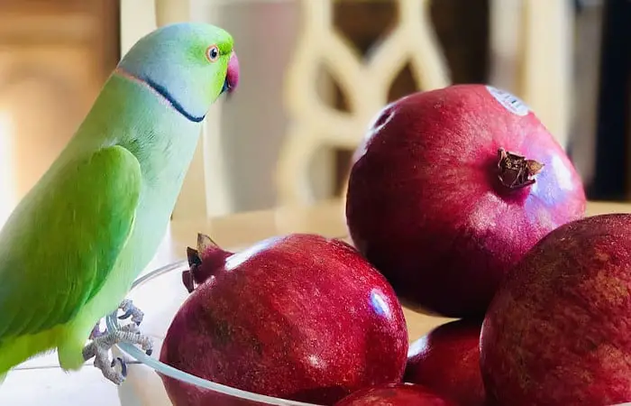 can parrots eat pomegranate