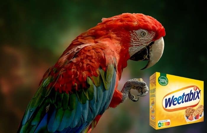 can parrots eat weetabix